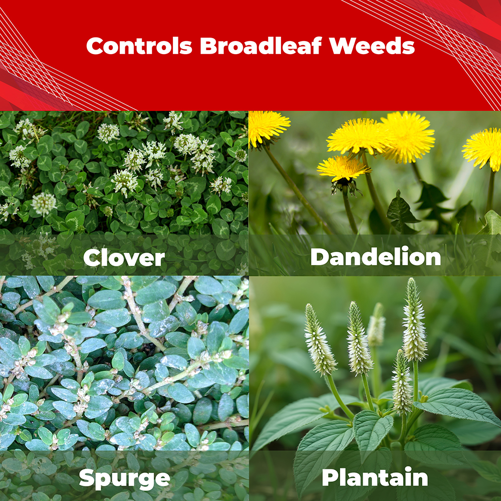 Broadleaf weeds controlled by Trimec: clover, dandelion, spurge and plantain